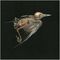 Jenny Hval & Susanna - Meshes Of Voice