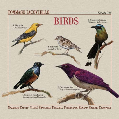 Tommaso Iacoviello - Birds